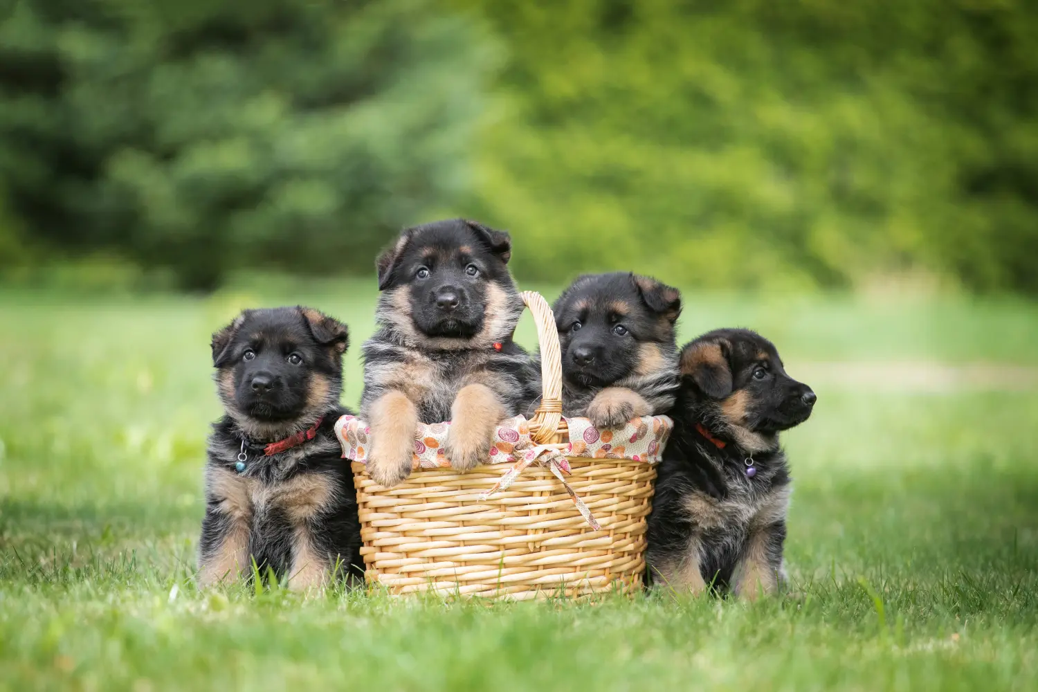 Comprar um cachorro de pastor alemão significa assumir responsabilidades! Comprar cachorros de pastor alemão.