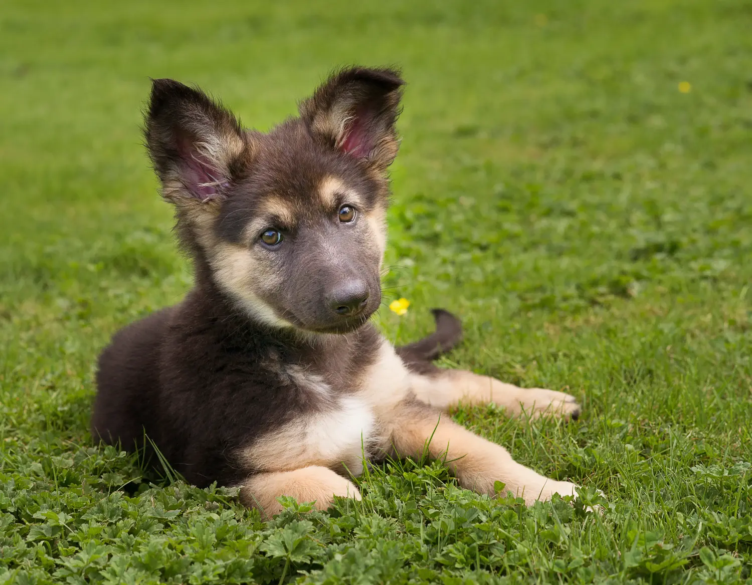 Comprar um cachorro de pastor alemão significa assumir responsabilidades! Comprar cachorros de pastor alemão.