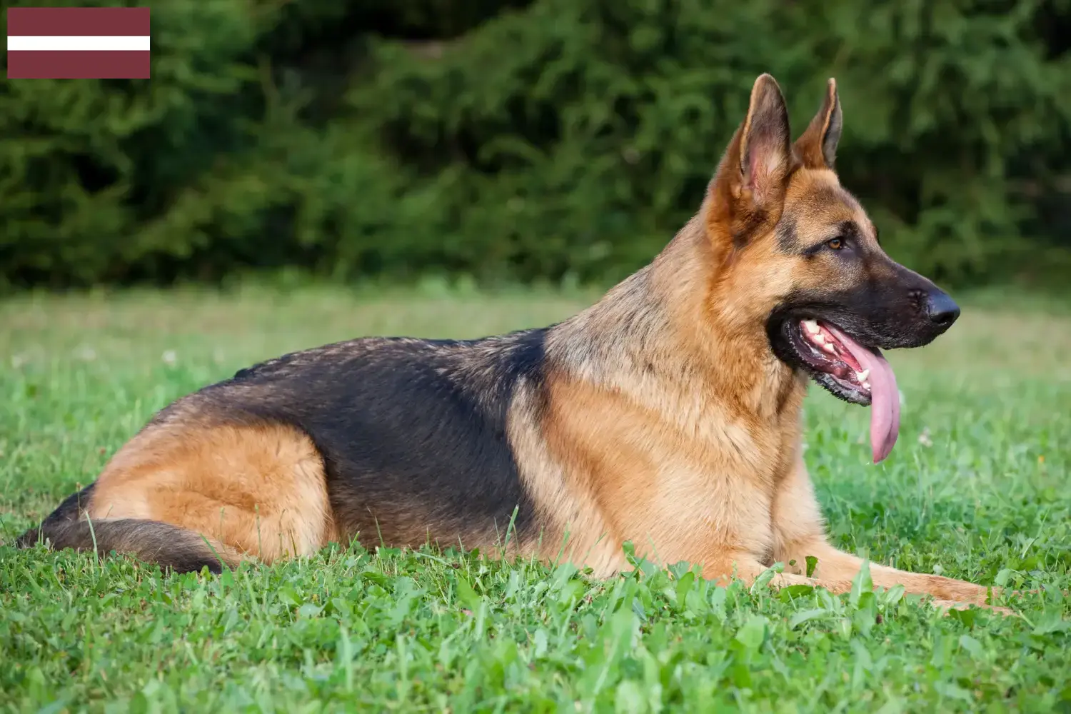 Filhotes de Pastor Alemão e Criador Letónia Aqui pode encontrar criadores de cães de pastor alemão na Letónia.