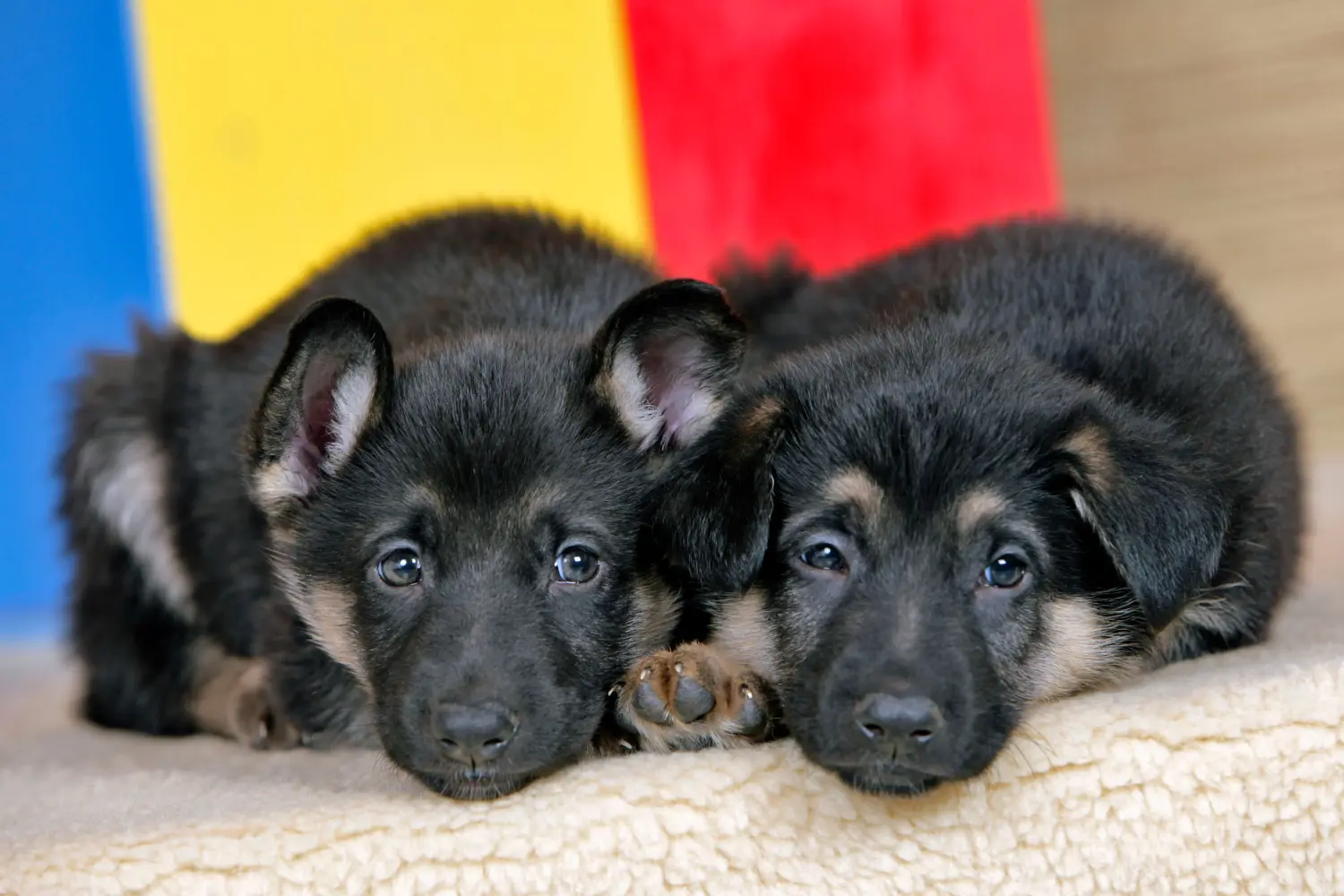 Comprar um cachorro de pastor alemão significa assumir responsabilidades! Comprar cachorros de pastor alemão.