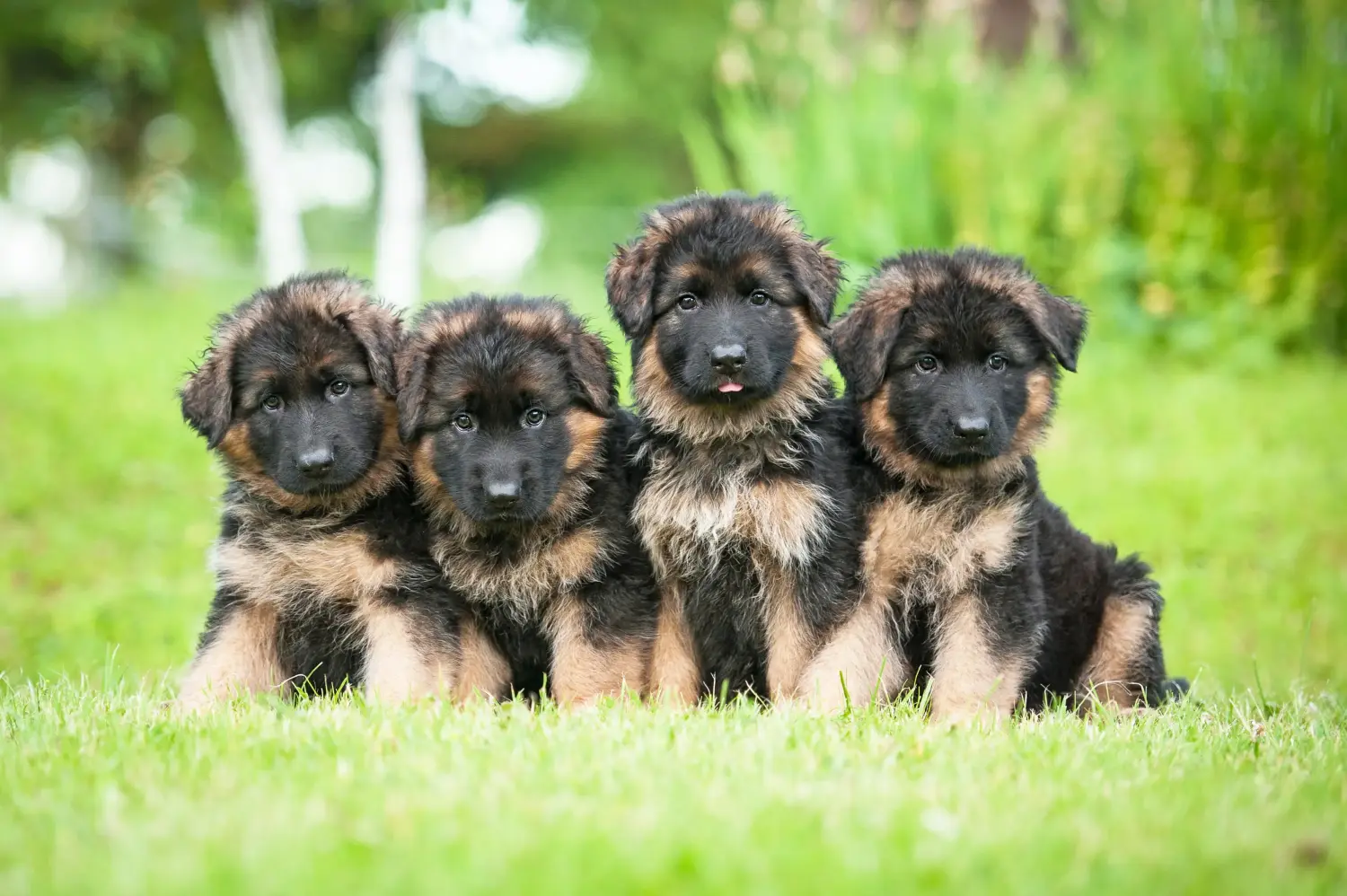 Comprar um cachorro de pastor alemão significa assumir responsabilidades! Comprar cachorros de pastor alemão.