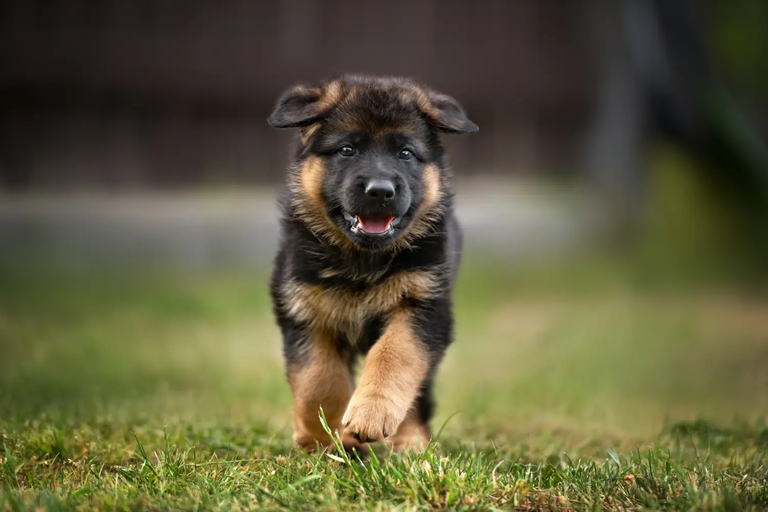 Comprar um cachorro de pastor alemão significa assumir responsabilidades! Comprar cachorros de pastor alemão.