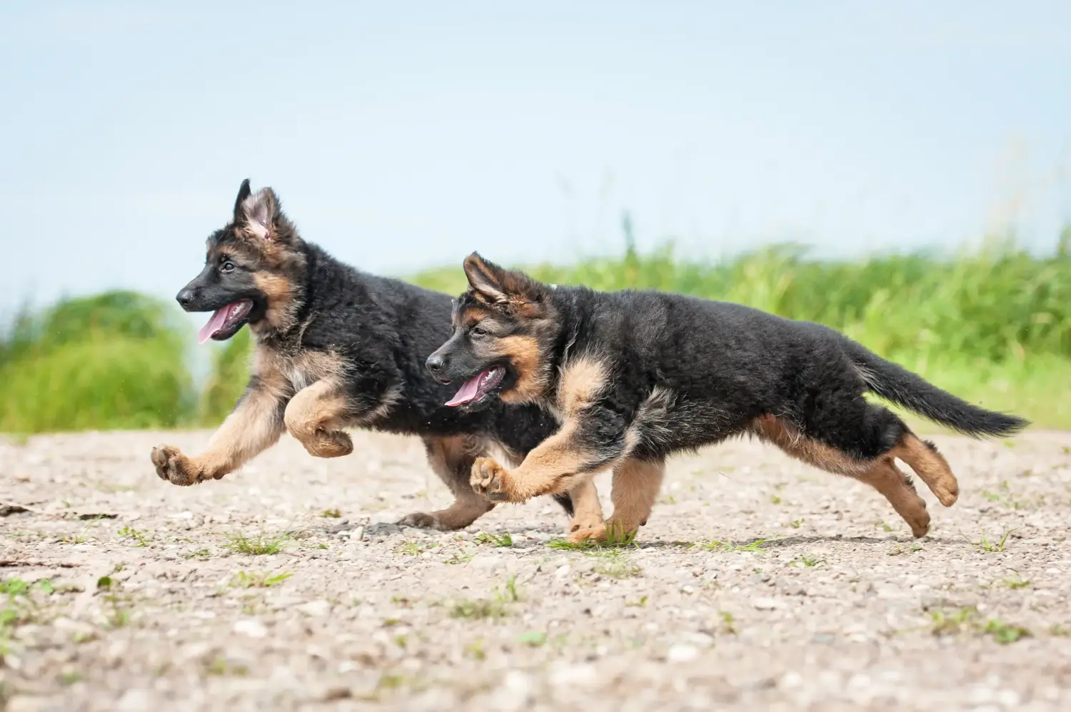 Comprar um cachorro de pastor alemão significa assumir responsabilidades! Comprar cachorros de pastor alemão.