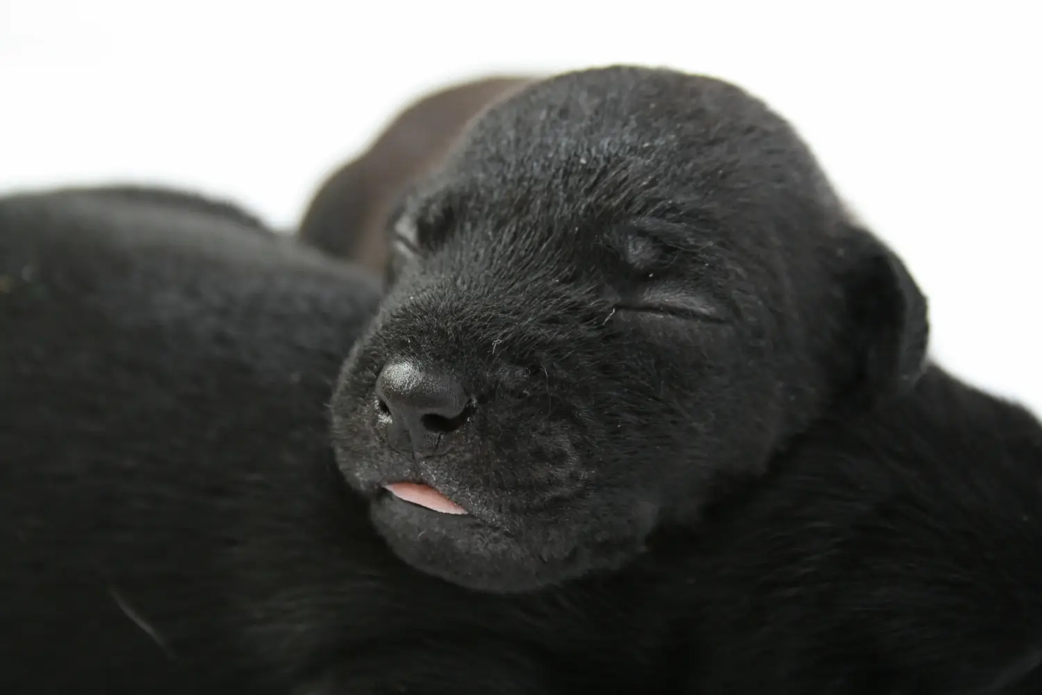 Comprar um cachorro Patterdale Terrier significa assumir responsabilidades! Comprar cachorros Patterdale Terrier.