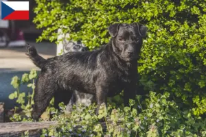 Read more about the article Criadores de Patterdale Terrier e cachorros na República Checa