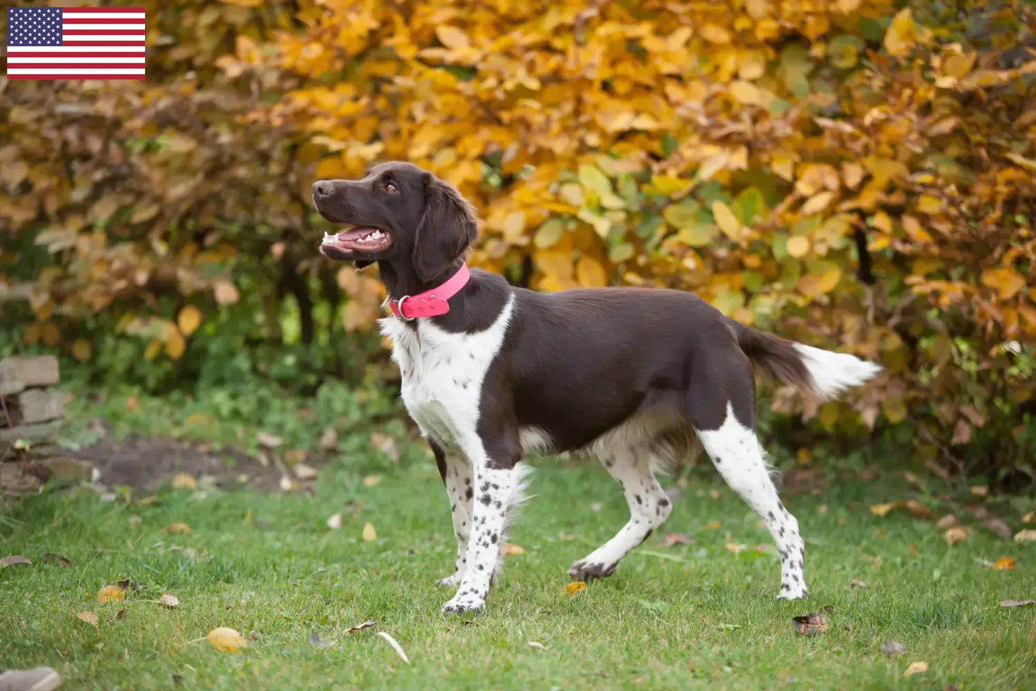 Read more about the article Pequeno criador de Münsterländer e cachorros nos EUA