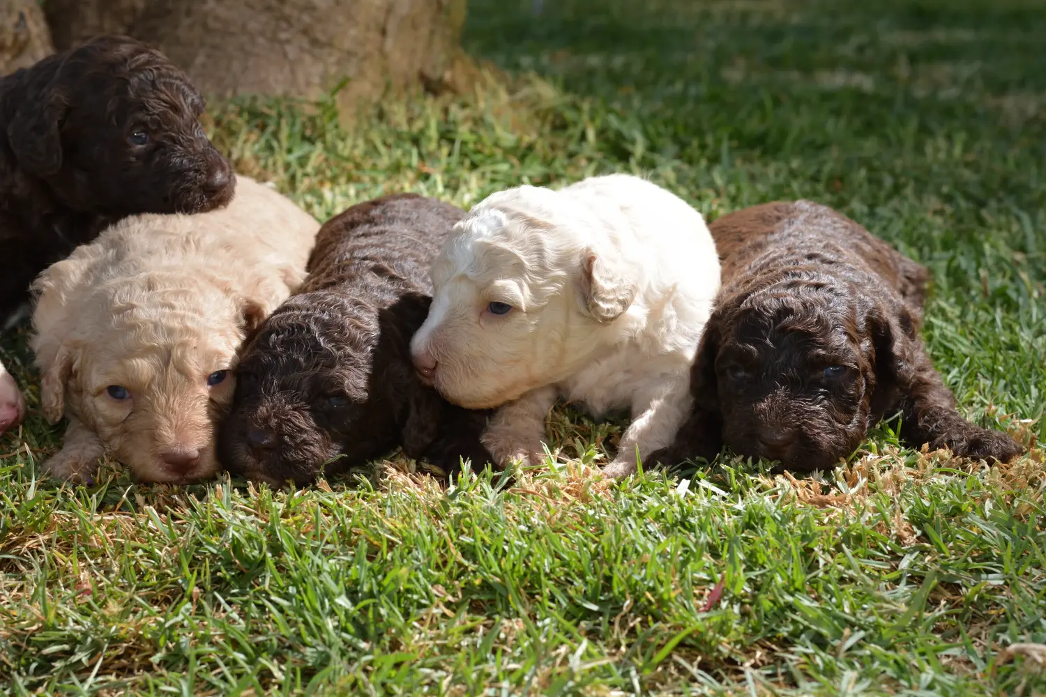 Comprar um cachorro Perro de Agua Español significa assumir a responsabilidade! Comprar cachorros Perro de Agua Español.