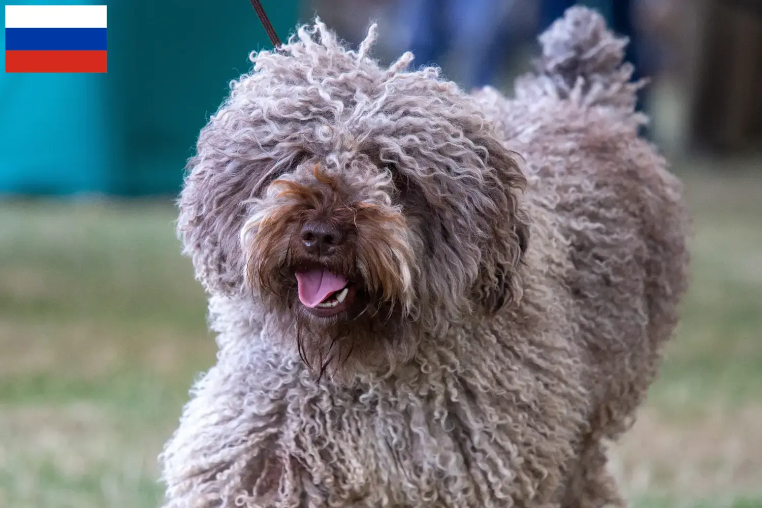 Perro de Agua Español cachorros e criadores Rússia Aqui pode encontrar criadores de Perro de Agua Españols na Rússia.