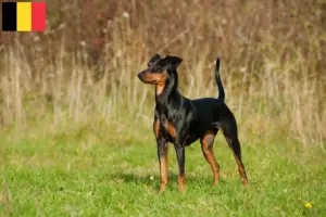 Read more about the article Criador de Pinscher alemão e cachorros na Bélgica