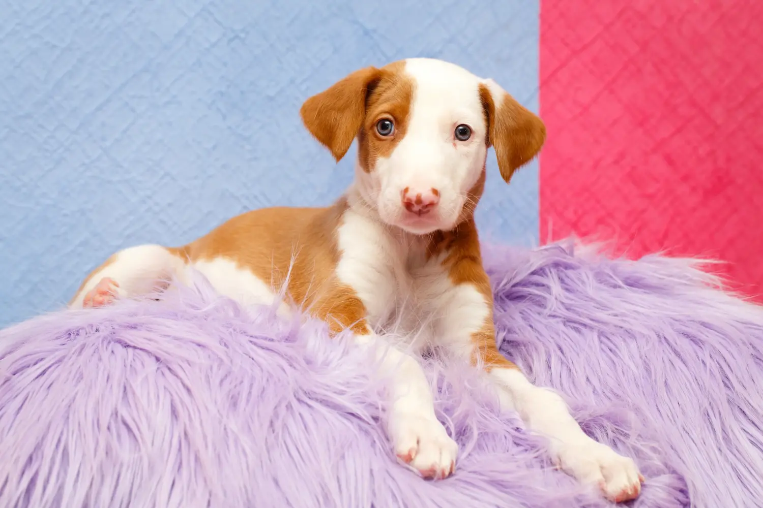 Comprar um cachorro Podenco significa assumir responsabilidades! Comprar cachorros Podenco.