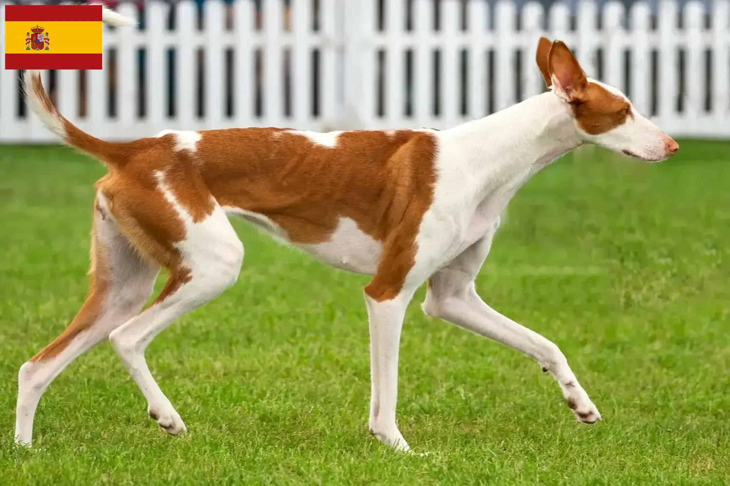 Podenco cachorros e criadores Espanha Encontre aqui criadores de Podencos em Espanha.