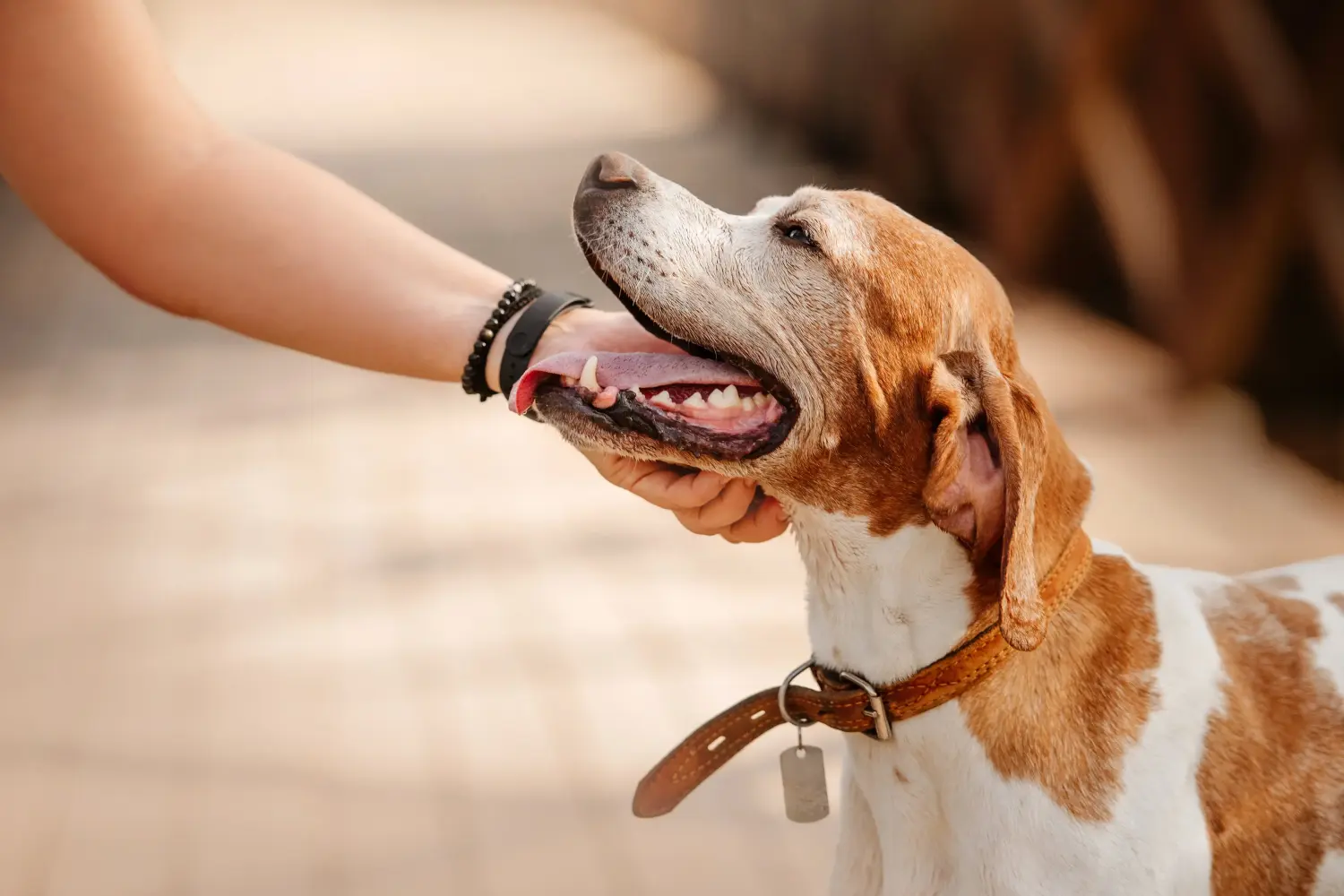 Pointer inglês - O meu amor por esta raça de cão. Porque é que eu gosto do Pointer Inglês