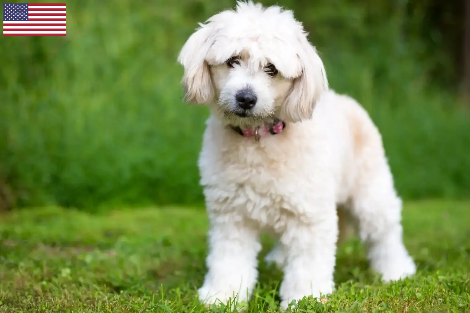 Read more about the article Criadores de Pomapoo e cachorros nos EUA
