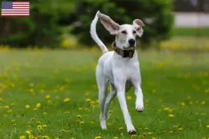 Read more about the article Criadores de Porcelaine e cachorros nos EUA