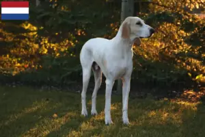 Read more about the article Criadores de Porcelaine e cachorros nos Países Baixos