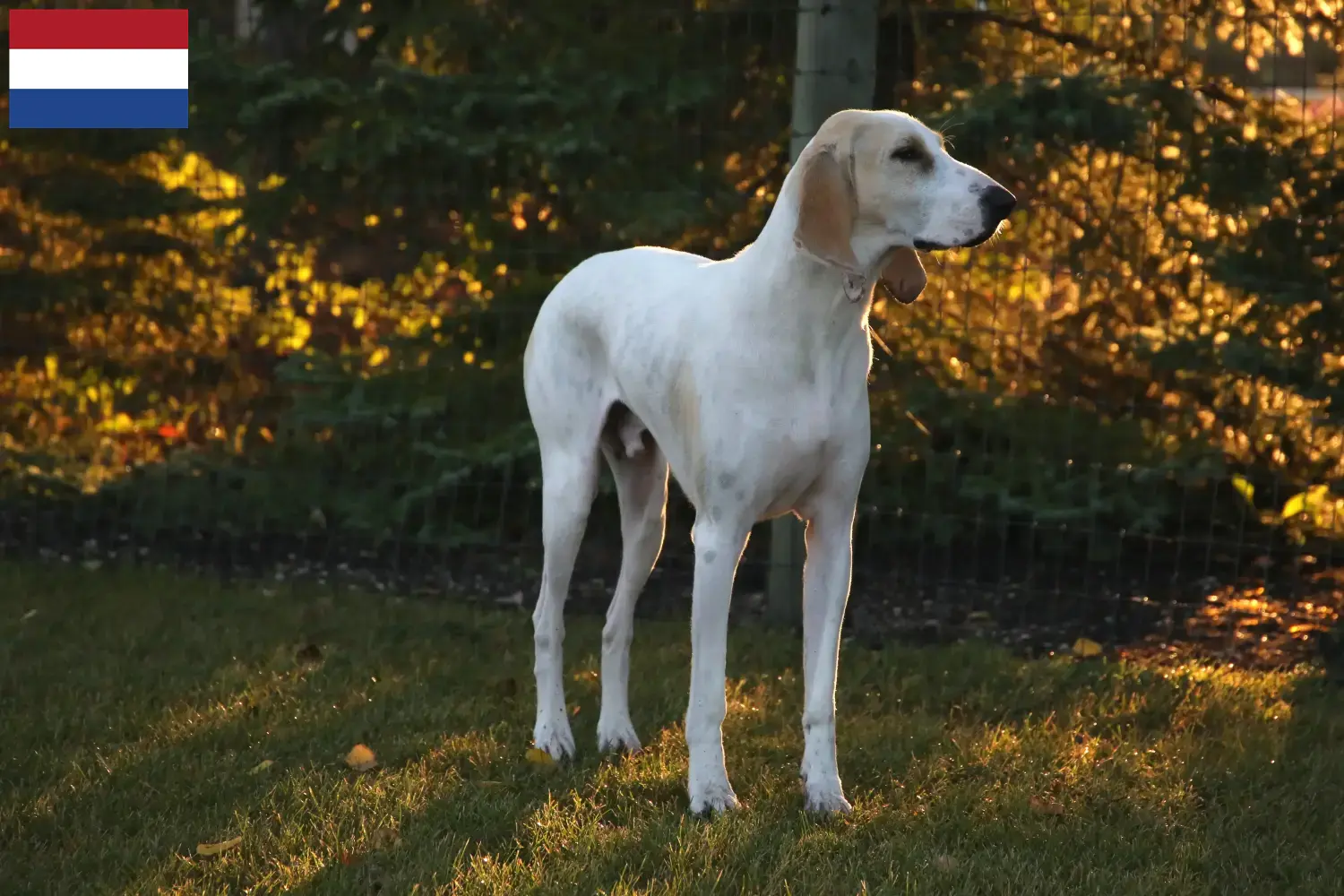 Porcelaine cachorros e criadores Países Baixos Aqui pode encontrar criadores de Porcelaines nos Países Baixos.