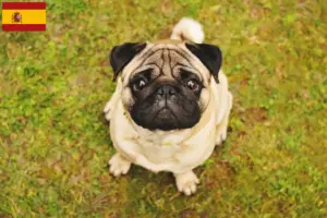 Read more about the article Criadores de pug e cachorros em Espanha
