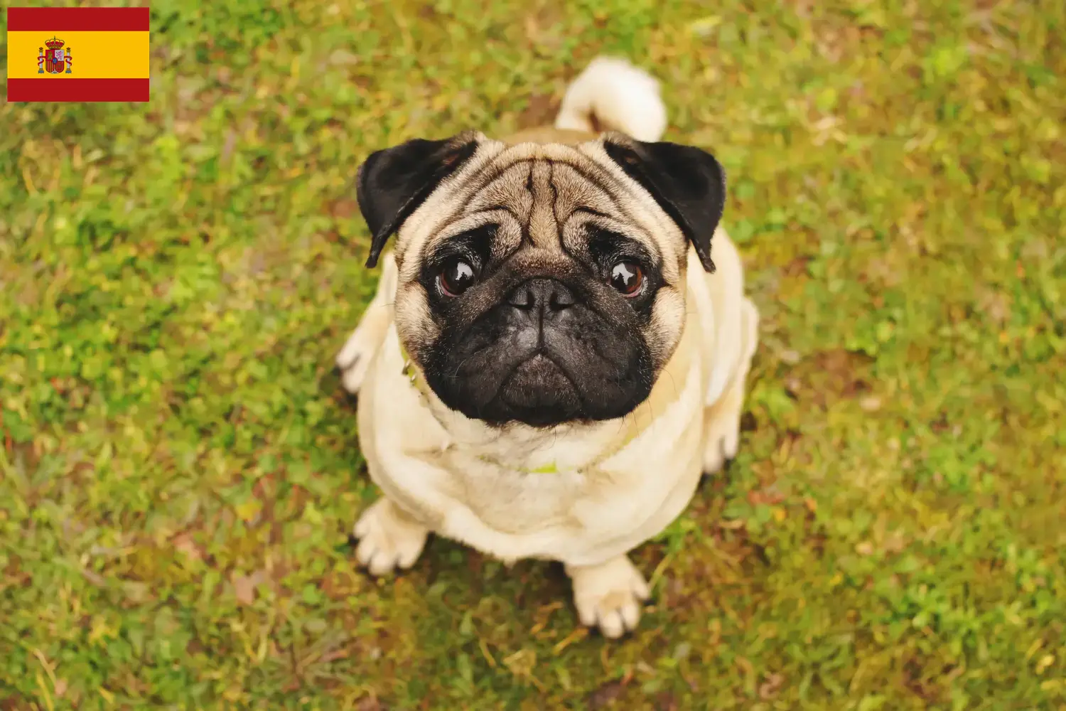 Pug cachorros e criadores Espanha Aqui pode encontrar criadores de Pugs em Espanha.