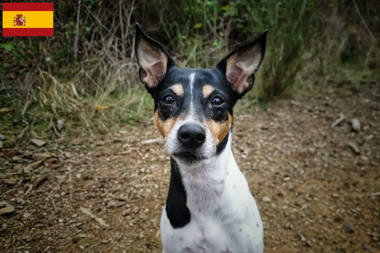 Read more about the article Ratonero Bodeguero Andaluz criadores e cachorros em Espanha