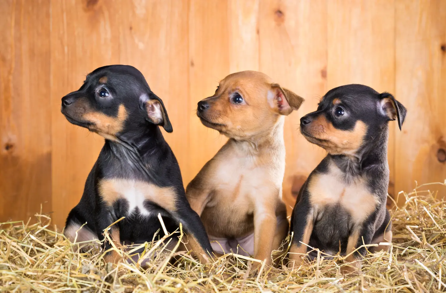 Comprar um cachorro Russkiy Toy significa assumir a responsabilidade! Comprar cachorros Russkiy Toy.