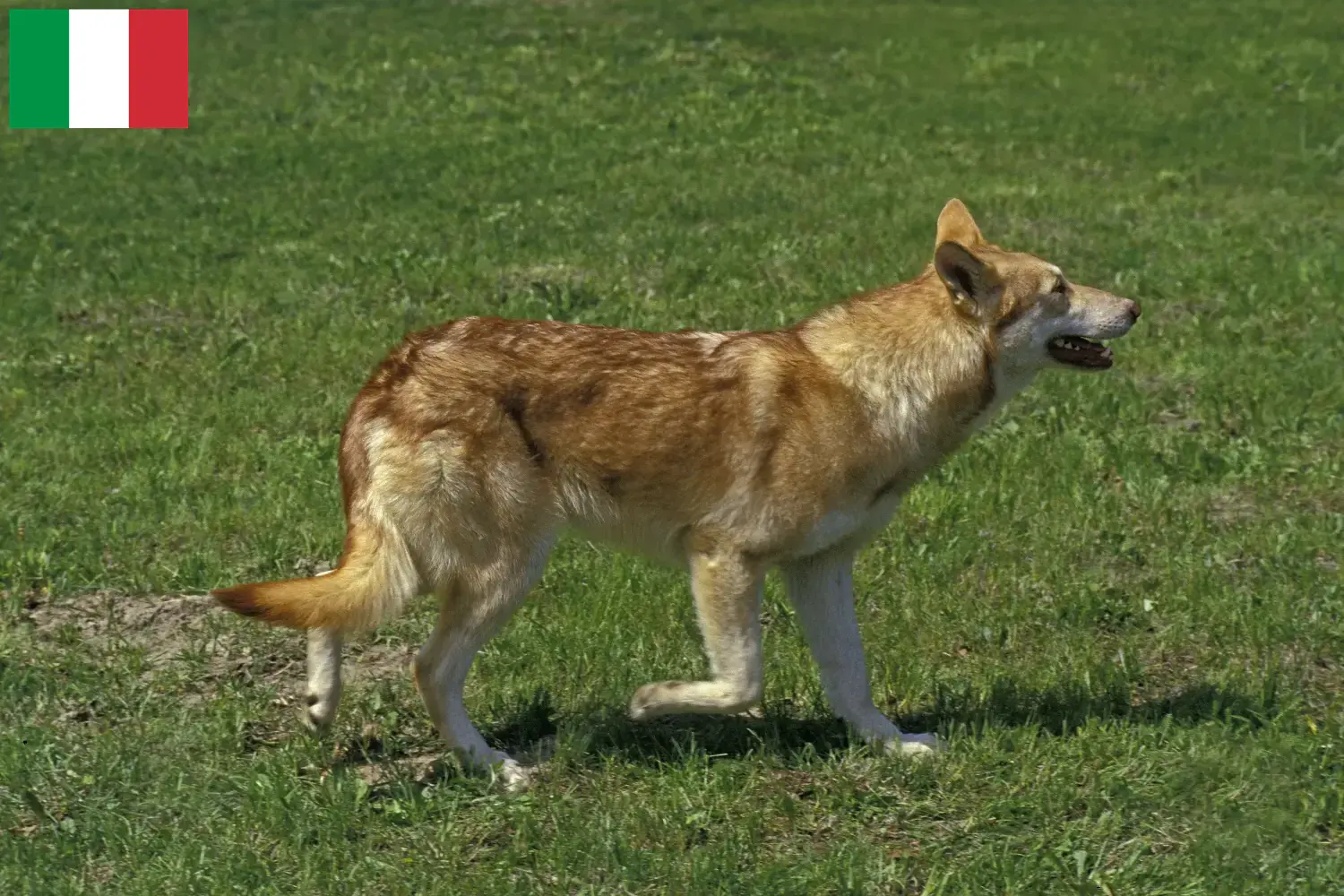 Saarloos Wolfdog cachorros e criadores Itália Aqui pode encontrar criadores de Saarloos Wolfdog em Itália.