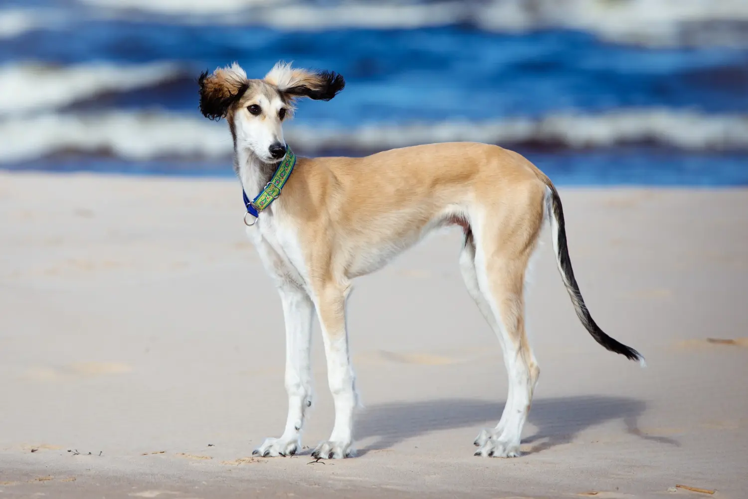 Comprar um cachorro Saluki significa assumir responsabilidades! Comprar cachorros Saluki.