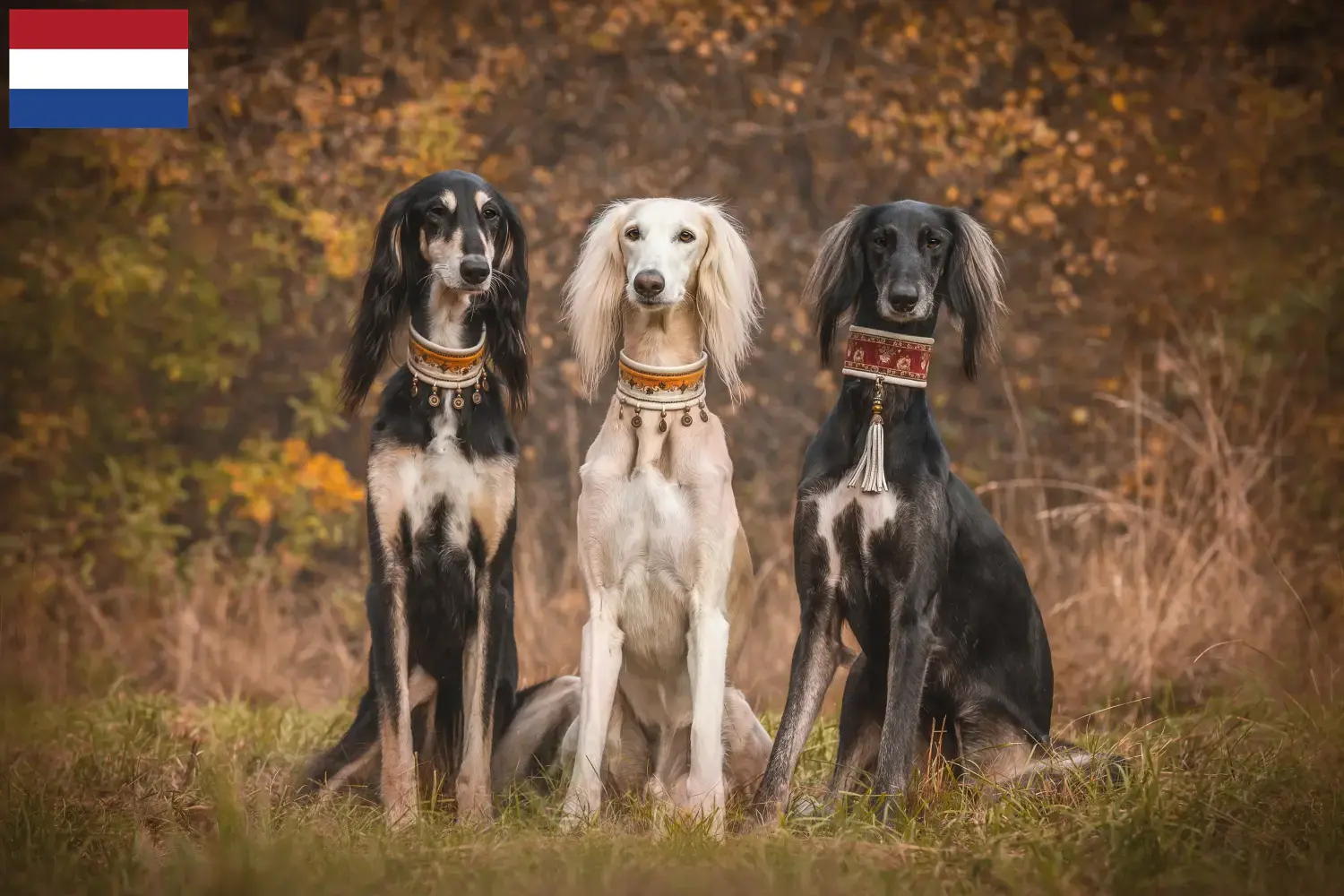 Cachorros e criadores de saluki Países Baixos Aqui pode encontrar criadores de Saluki nos Países Baixos.