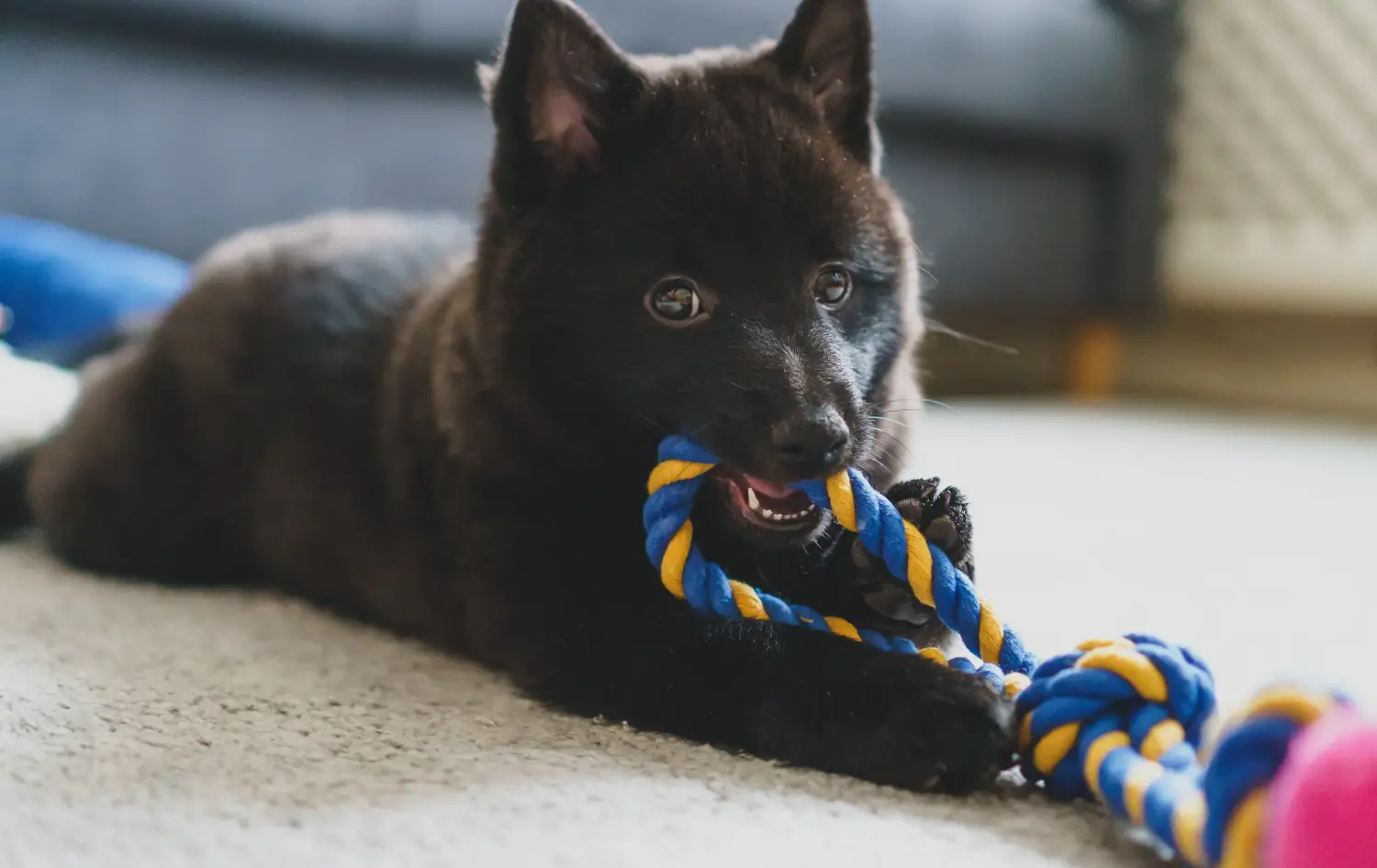 Comprar um cachorro Schipperke significa assumir a responsabilidade! Comprar cachorros Schipperke.