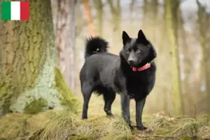 Read more about the article Criadores de Schipperke e cachorros em Itália