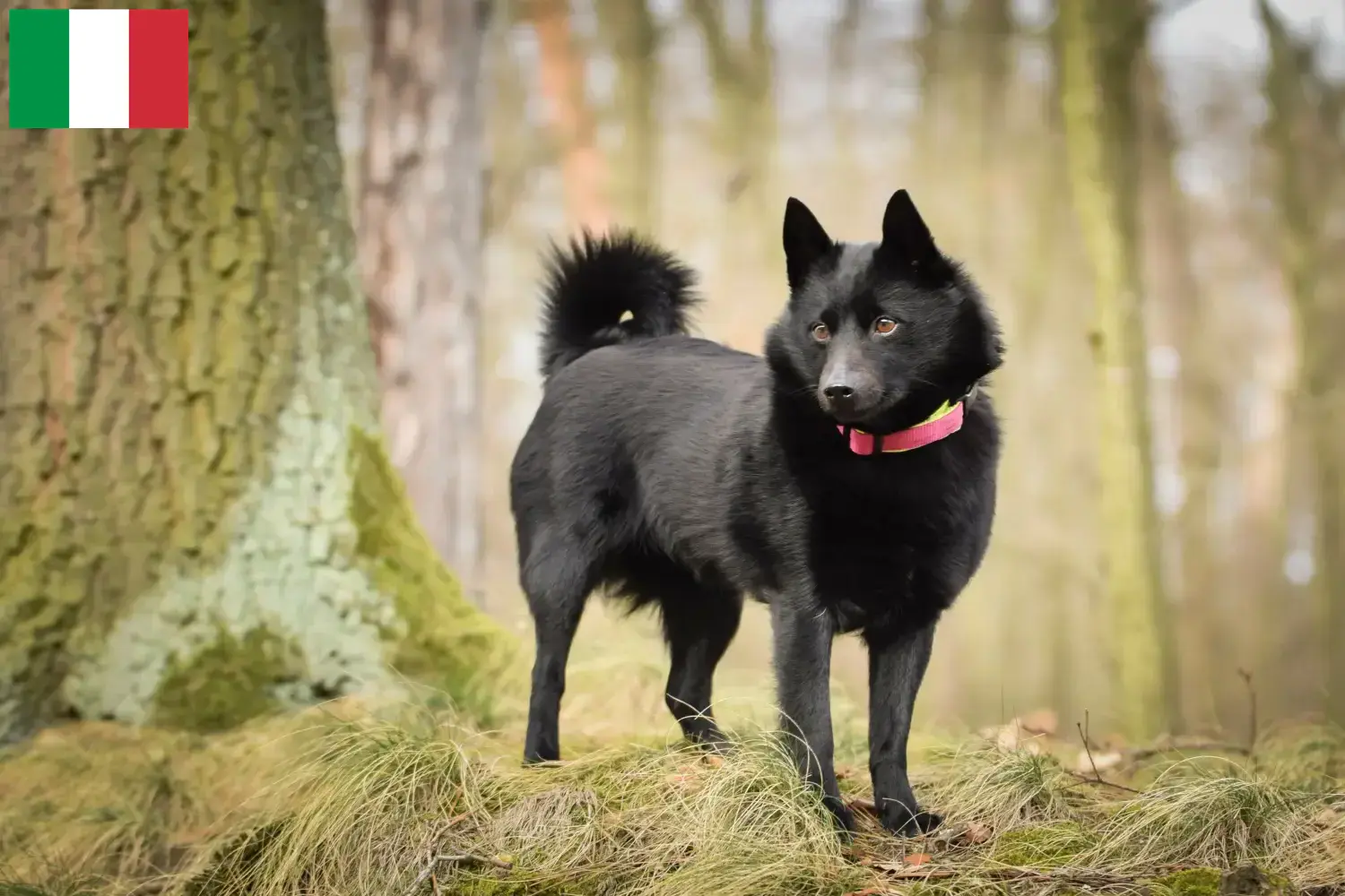 Read more about the article Criadores de Schipperke e cachorros em Itália