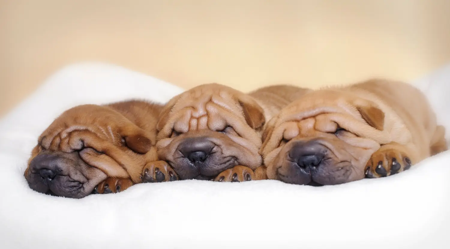 Comprar um cachorro Shar-Pei significa assumir responsabilidades! Comprar cachorros Shar-Pei.