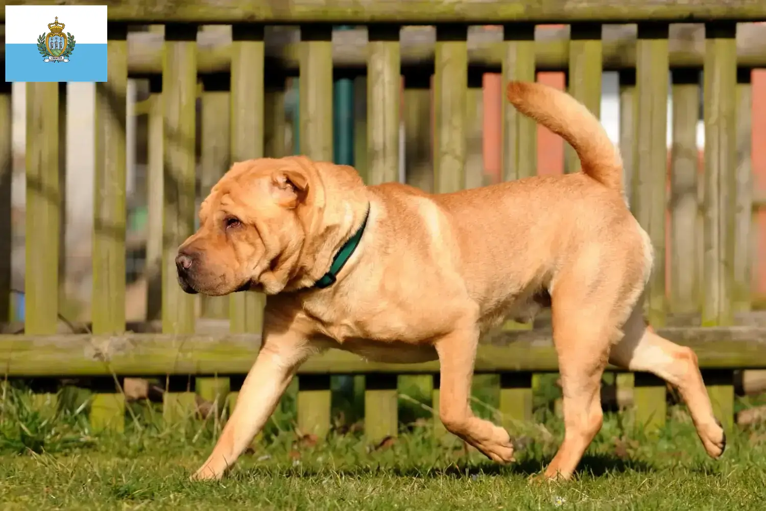 Shar-Pei cachorros e criadores San Marino Encontre aqui criadores de Shar-Pei em San Marino.