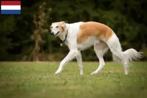 Read more about the article Silken Windsprite criadores e cachorros nos Países Baixos