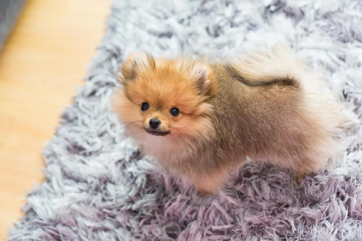 Comprar um cachorro Spitz significa assumir a responsabilidade! Comprar cachorros Spitz.