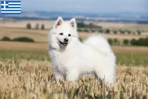 Read more about the article Criadores de Spitz e cachorros na Grécia