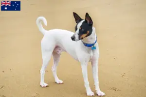 Read more about the article Criadores de Tenterfield Terrier e cachorros na Austrália