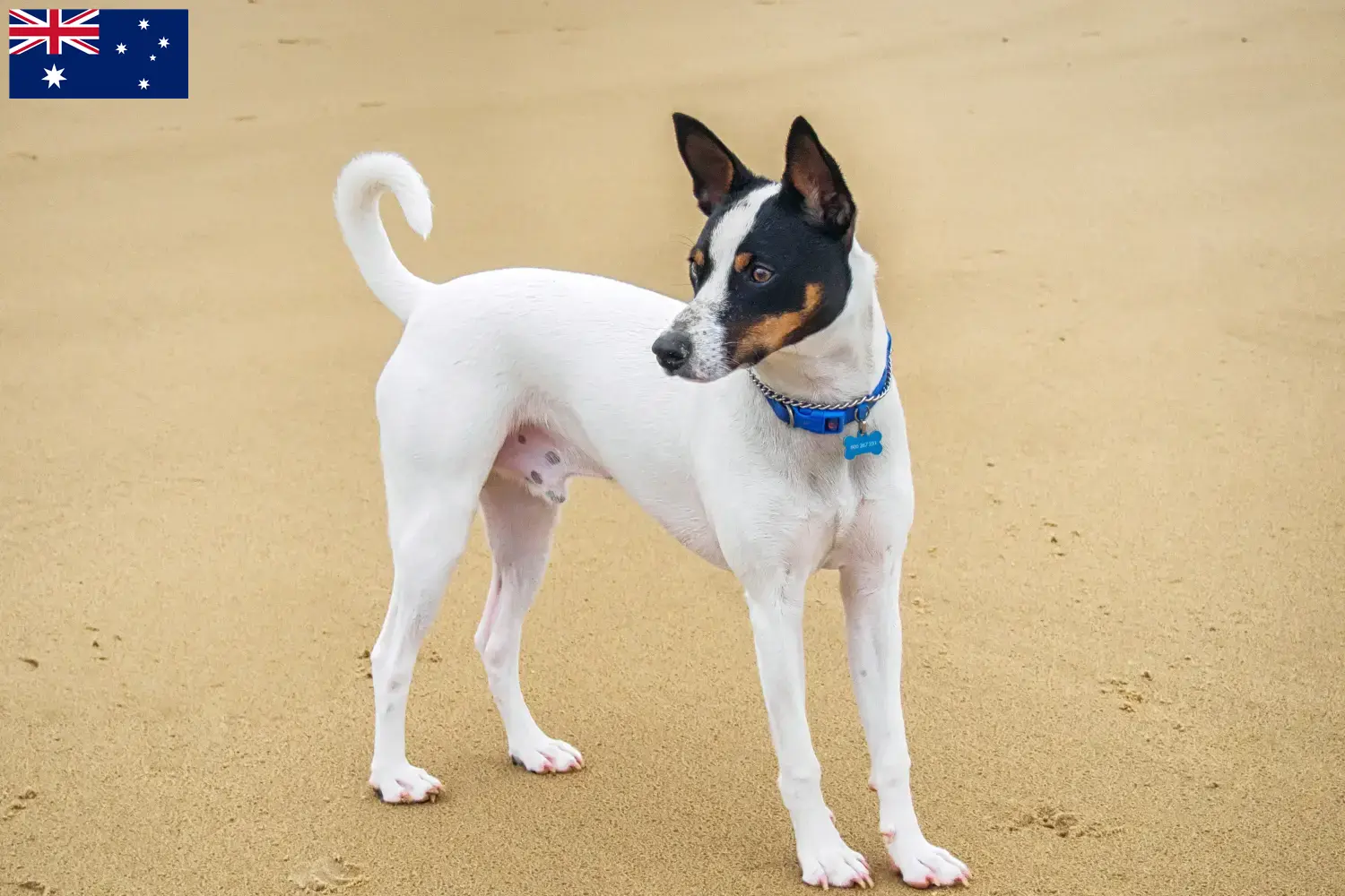 Read more about the article Criadores de Tenterfield Terrier e cachorros na Austrália