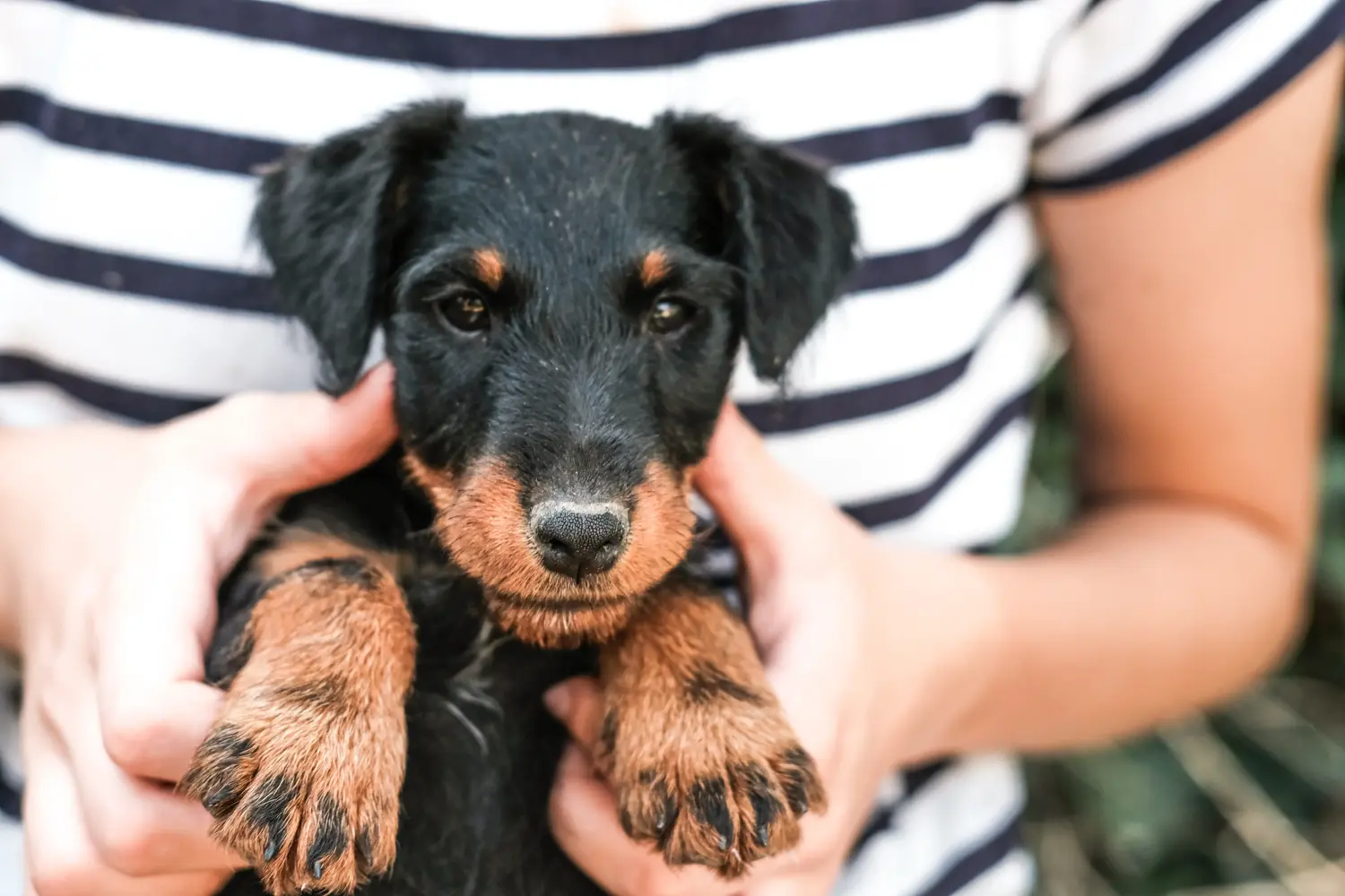 Comprar um cachorro Terrier Alemão de Caça significa assumir responsabilidades! Comprar cachorros Terrier de caça alemão.