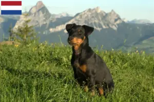 Read more about the article Criadores de Terrier de caça alemão e cachorros nos Países Baixos