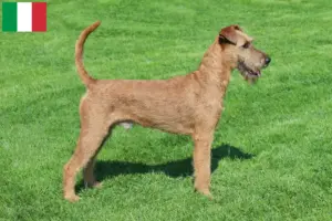 Read more about the article Criadores de Irish Terrier e cachorros em Itália
