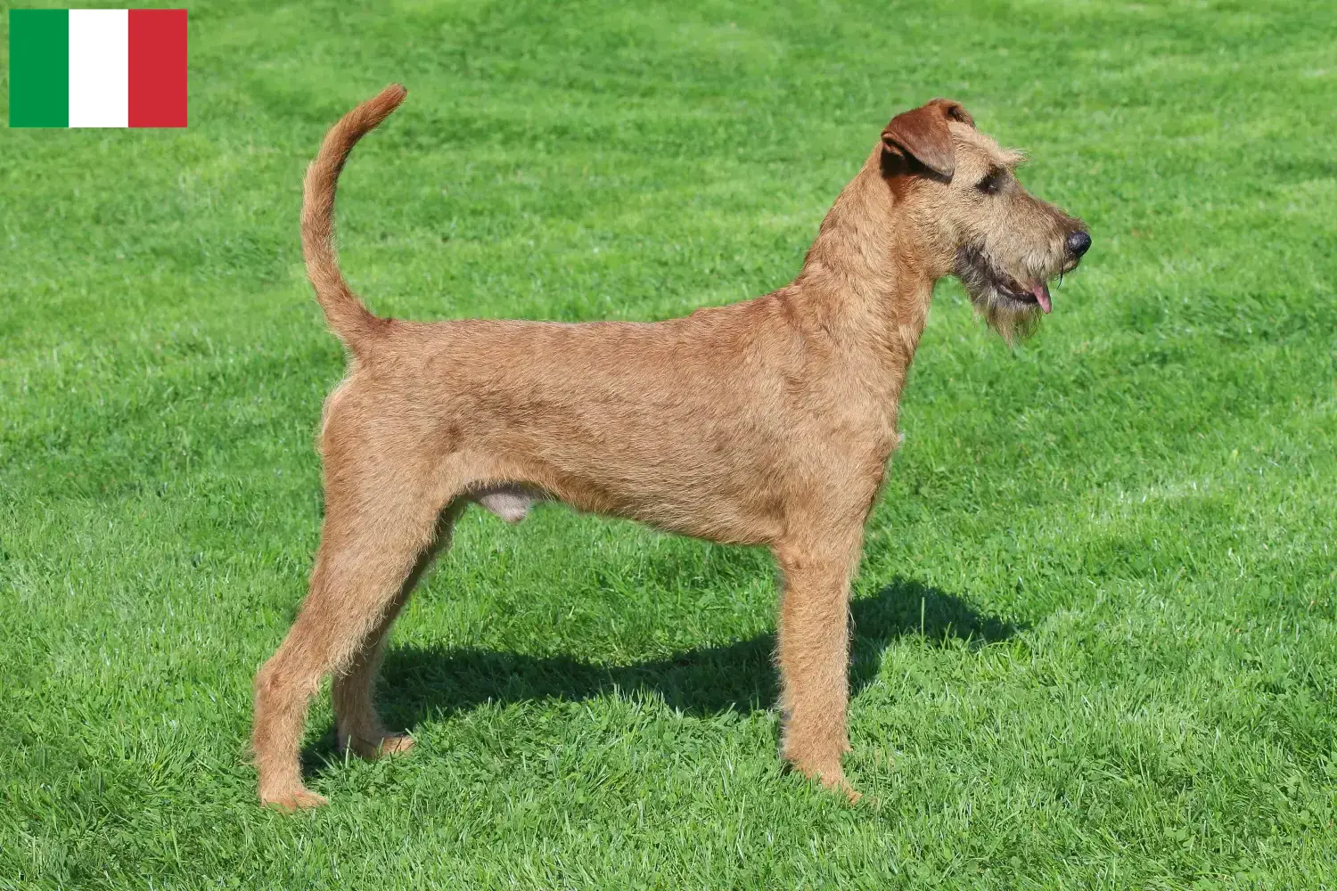 Read more about the article Criadores de Irish Terrier e cachorros em Itália