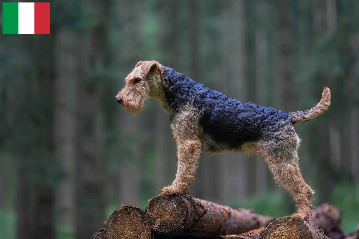 Welsh Terrier cachorros e criadores Itália Encontrar criadores de Welsh Terrier em Itália.