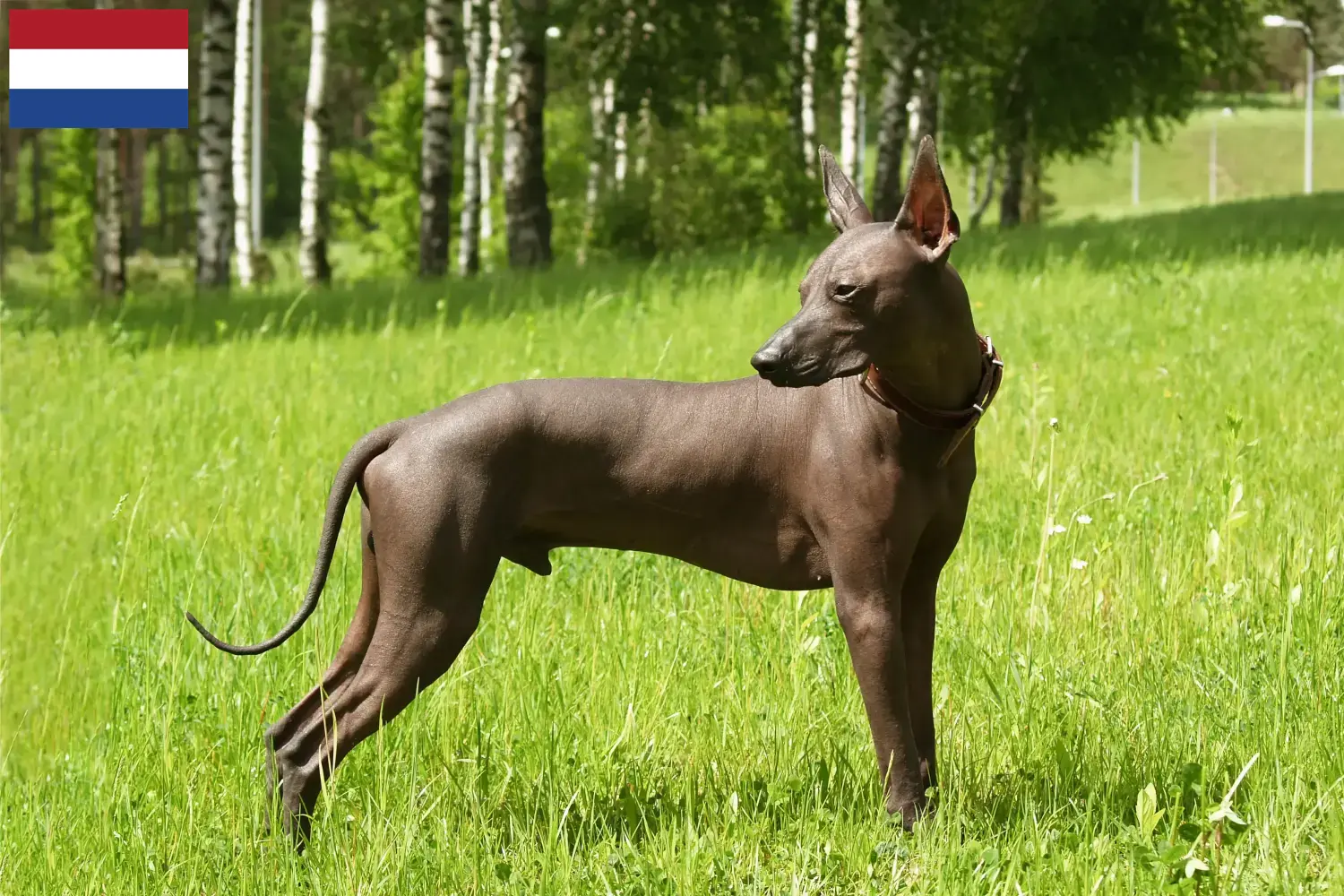 Xolo cachorros e criadores Países Baixos Aqui pode encontrar criadores de Xolos nos Países Baixos.