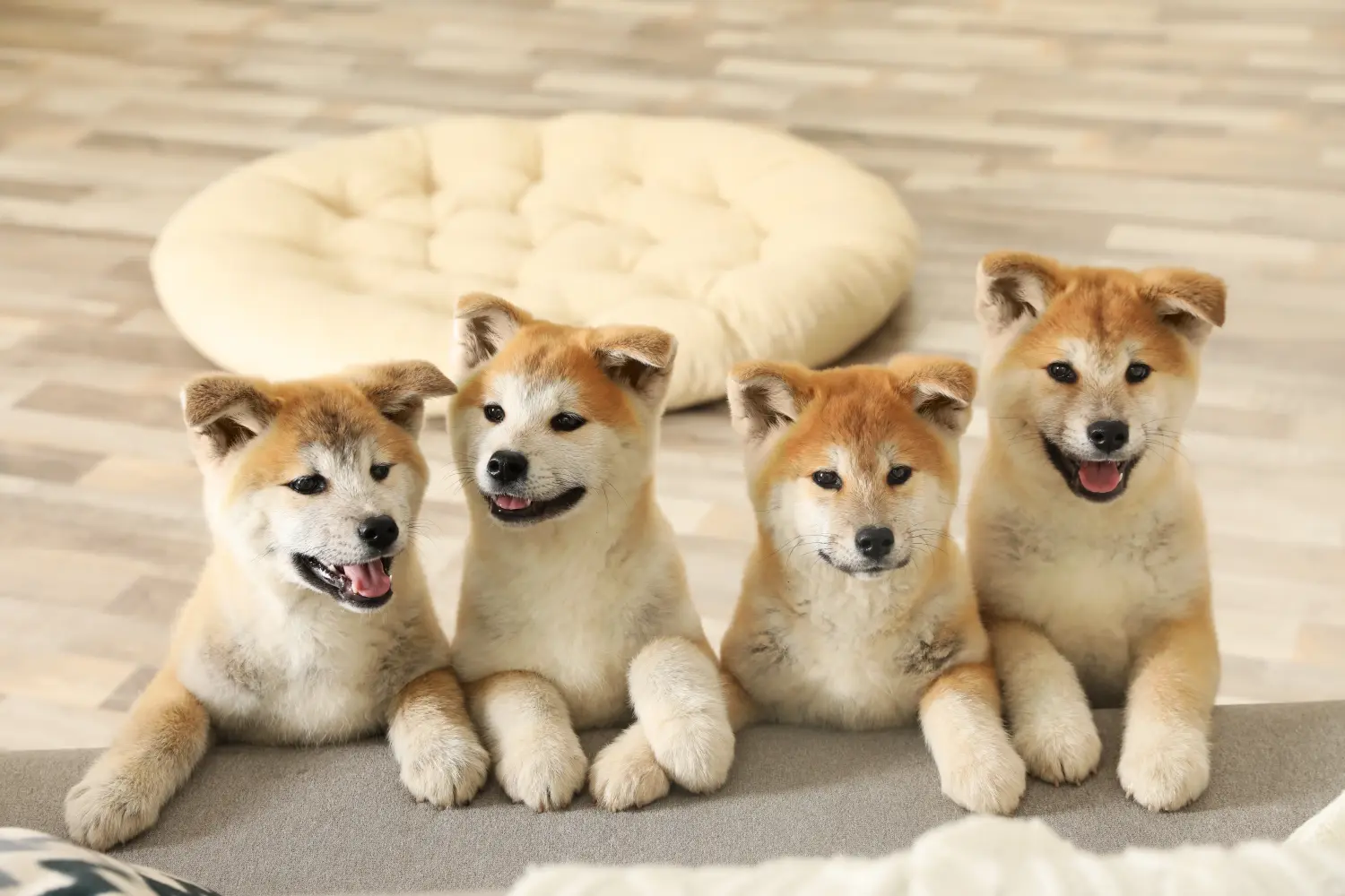 Comprar um cachorro Akita significa assumir a responsabilidade! Comprar cachorros Akita.