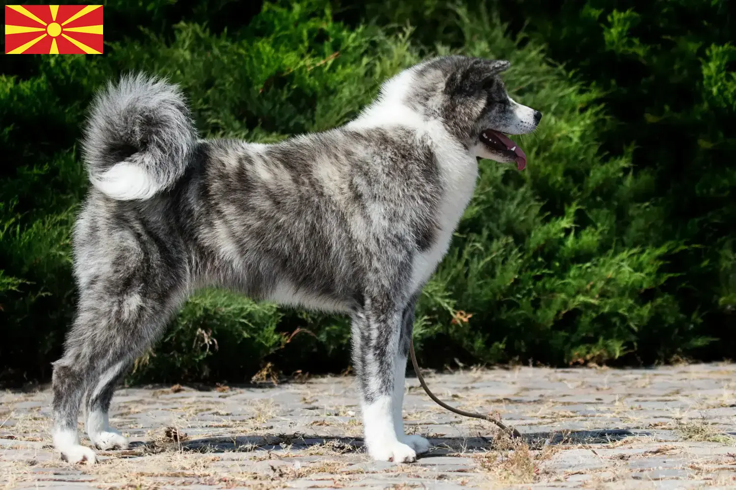 Read more about the article Criadores de Akita e cachorros na Macedónia do Norte
