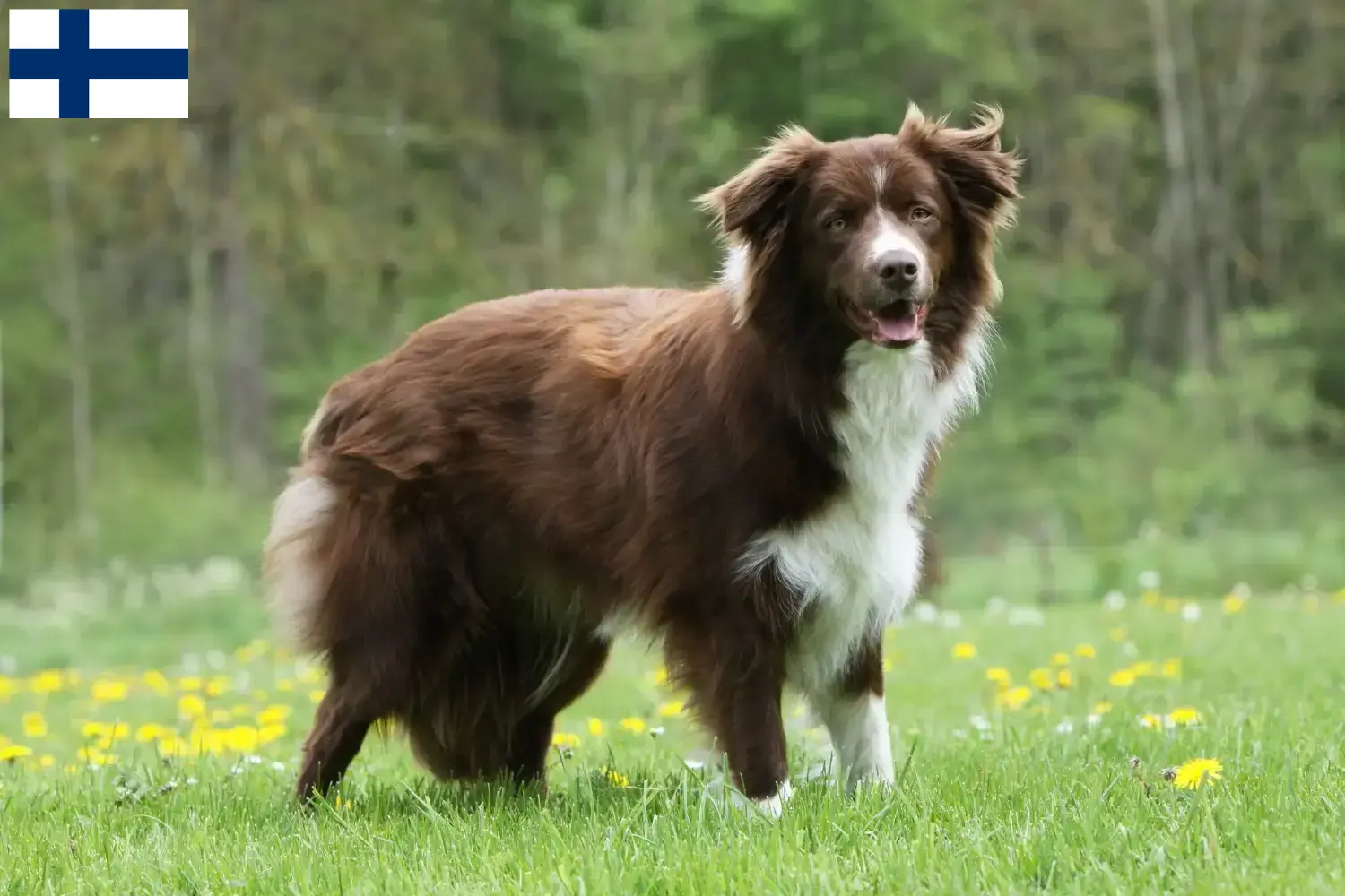 Border Collie cachorros e criadores Finlândia Encontrar criadores de Border Collies na Finlândia.