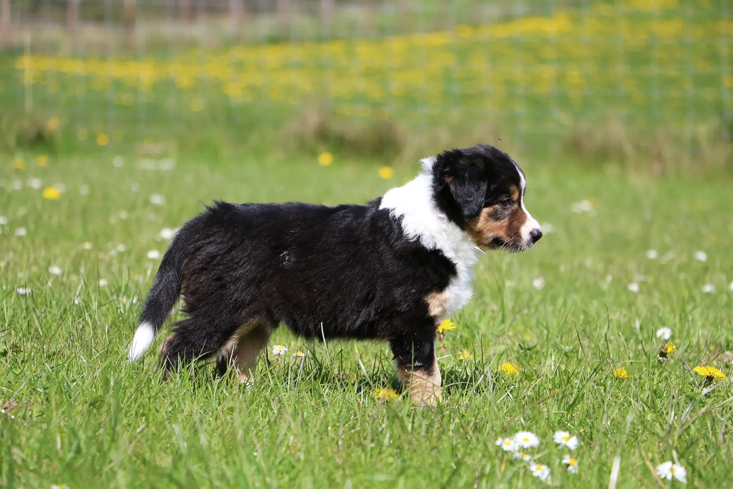 Comprar um cachorro Border Collie significa assumir responsabilidades! Comprar cachorros Border Collie.