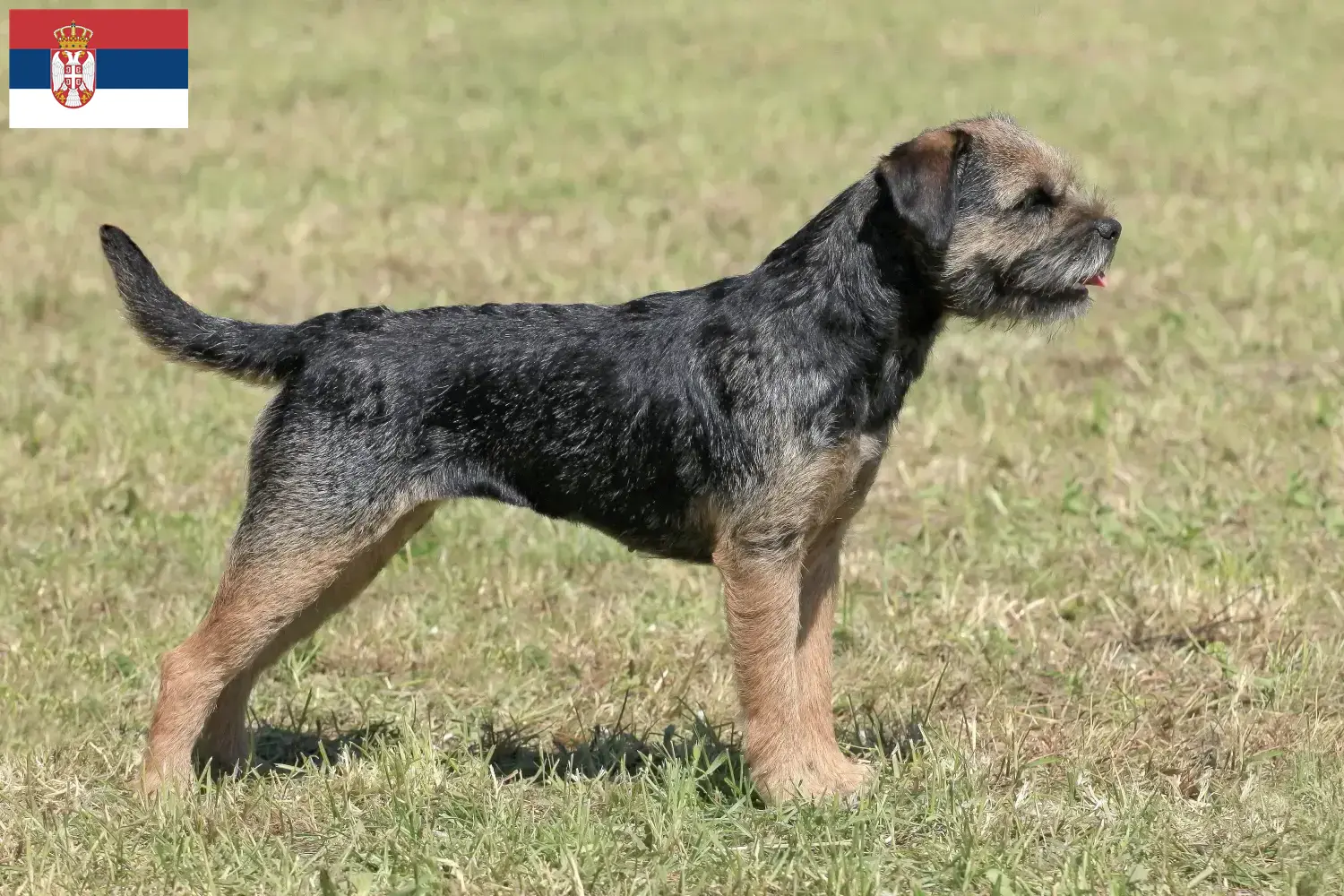 Border Terrier cachorros e criadores Sérvia Encontrar criadores de Border Terrier na Sérvia.