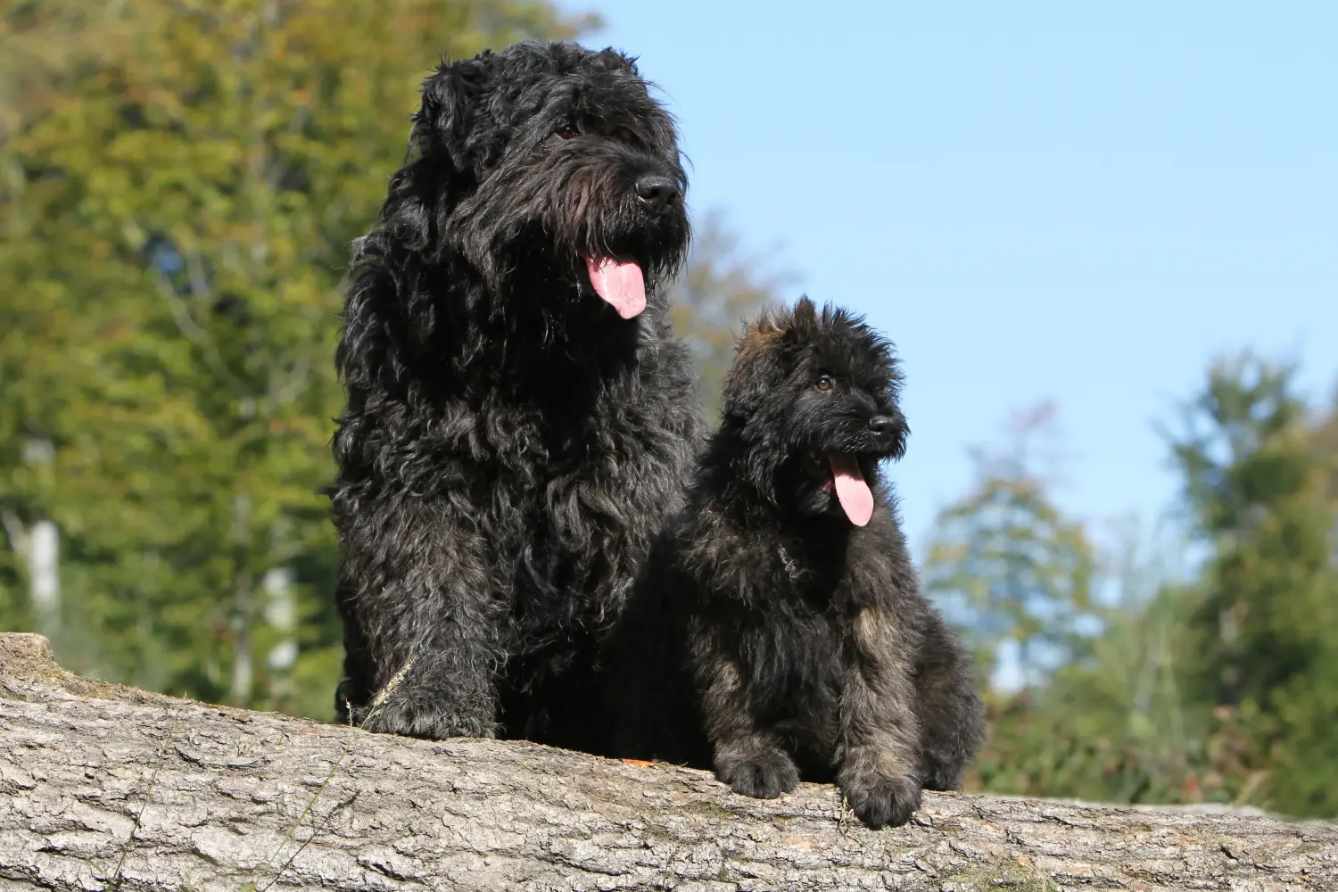 Comprar um cachorro Bouvier des Flandres significa assumir responsabilidades! Comprar cachorros Bouvier des Flandres.