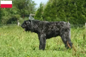 Read more about the article Criadores de Bouvier des Flandres e cachorros na Polónia